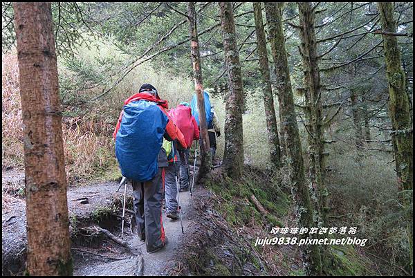 小奇萊步道65.JPG