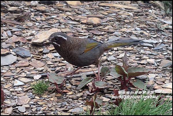 小奇萊步道75.JPG 小奇萊步道75.JPG