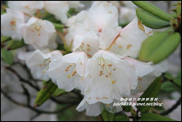 小奇萊步道74.JPG 小奇萊步道74.JPG