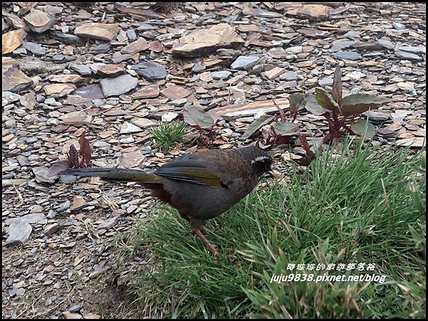 小奇萊步道76.JPG 小奇萊步道76.JPG