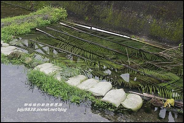 馬太鞍濕地10.JPG 馬太鞍濕地10.JPG