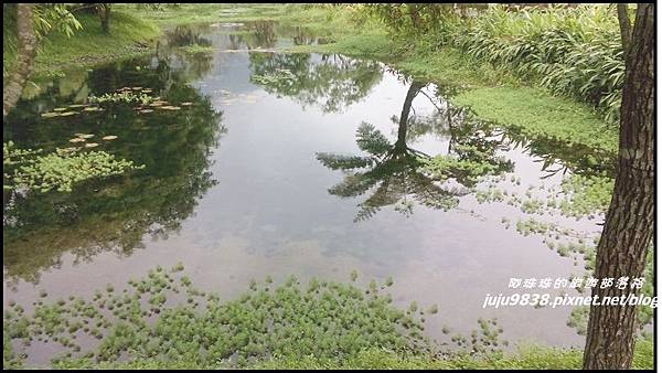 馬太鞍濕地24.jpg