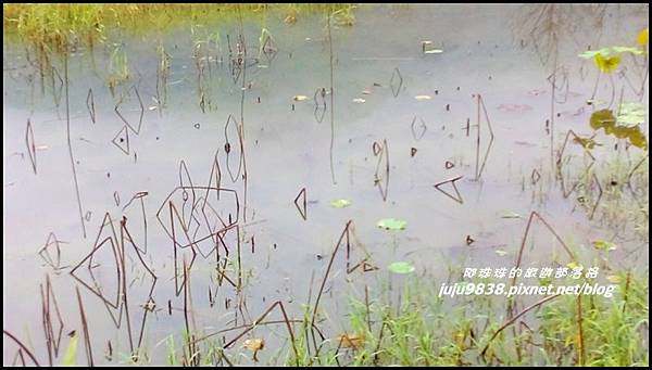 馬太鞍濕地25.jpg 馬太鞍濕地25.jpg