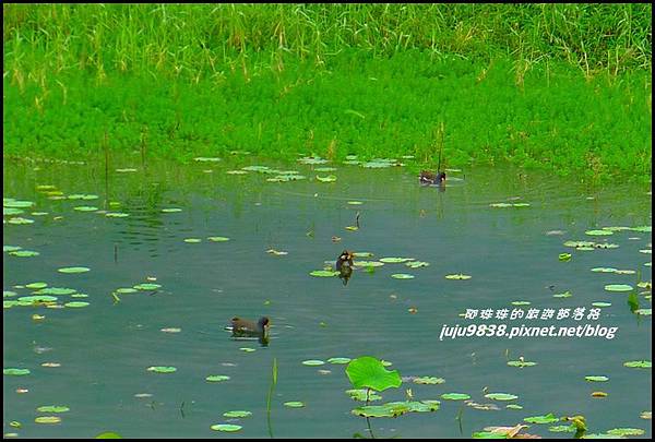 馬太鞍濕地31.JPG 馬太鞍濕地31.JPG