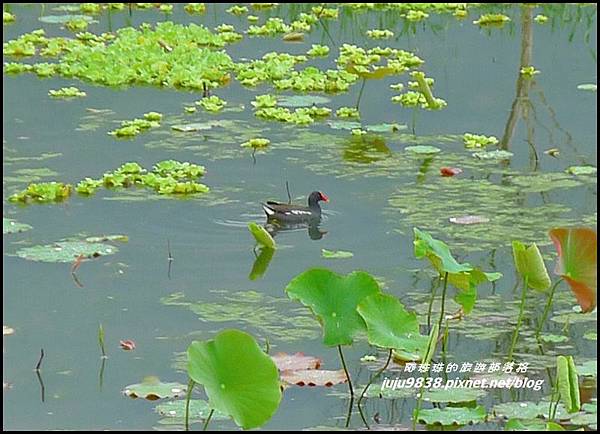 馬太鞍濕地32.JPG 馬太鞍濕地32.JPG