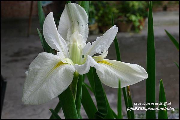 馬太鞍濕地39.JPG 馬太鞍濕地39.JPG