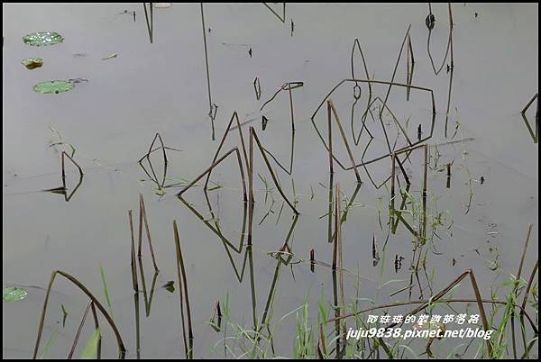 馬太鞍濕地45.JPG 馬太鞍濕地45.JPG