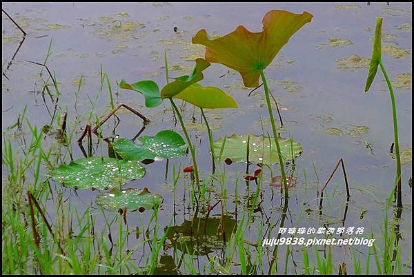 馬太鞍濕地47.JPG 馬太鞍濕地47.JPG