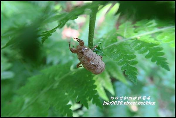 五酒桶山31.JPG 五酒桶山31.JPG