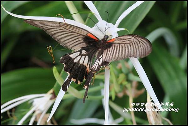 五酒桶山35.JPG 五酒桶山35.JPG