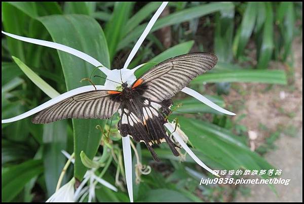 五酒桶山36.JPG 五酒桶山36.JPG