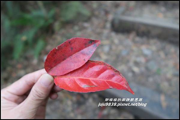 鳶嘴稍來步道14.JPG 鳶嘴稍來步道14.JPG