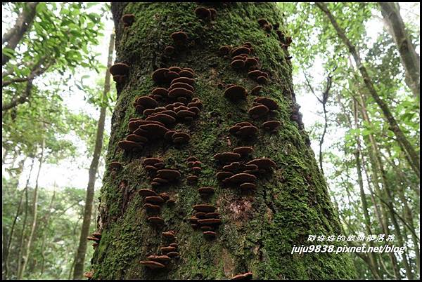 鳶嘴稍來步道16.JPG 鳶嘴稍來步道16.JPG