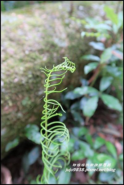 鳶嘴稍來步道17.JPG 鳶嘴稍來步道17.JPG