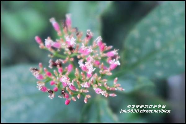 鳶嘴稍來步道26.JPG 鳶嘴稍來步道26.JPG