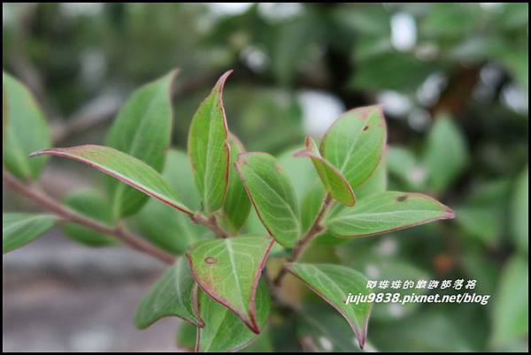 鳶嘴稍來步道39.JPG 鳶嘴稍來步道39.JPG