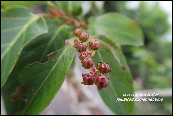 鳶嘴稍來步道40.JPG 鳶嘴稍來步道40.JPG