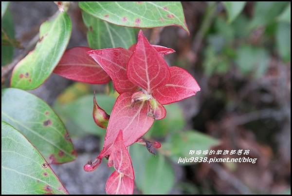 鳶嘴稍來步道41.JPG 鳶嘴稍來步道41.JPG