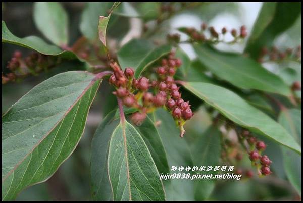 鳶嘴稍來步道42.JPG 鳶嘴稍來步道42.JPG