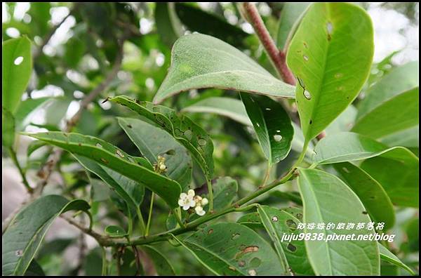 鳶嘴稍來步道43.JPG 鳶嘴稍來步道43.JPG