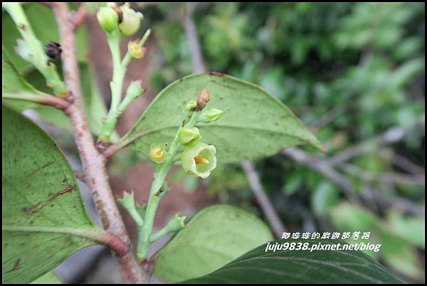 鳶嘴稍來步道44.JPG 鳶嘴稍來步道44.JPG