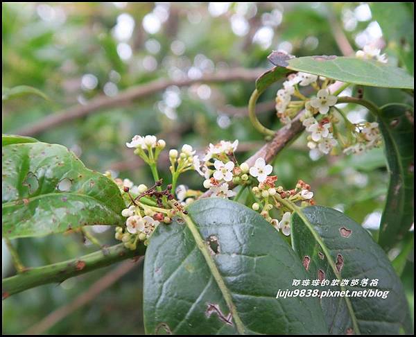 鳶嘴稍來步道45.JPG 鳶嘴稍來步道45.JPG