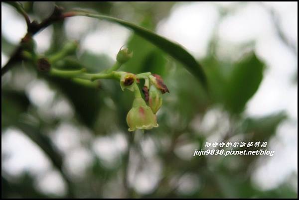 鳶嘴稍來步道46.JPG 鳶嘴稍來步道46.JPG