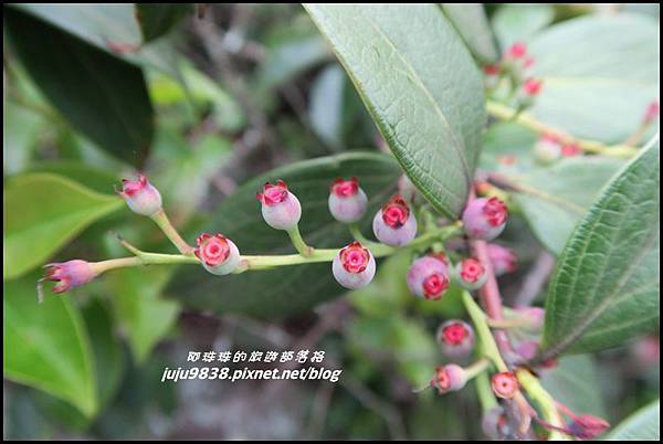 鳶嘴稍來步道48.JPG 鳶嘴稍來步道48.JPG