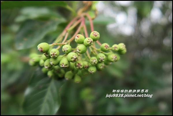 鳶嘴稍來步道50.JPG 鳶嘴稍來步道50.JPG
