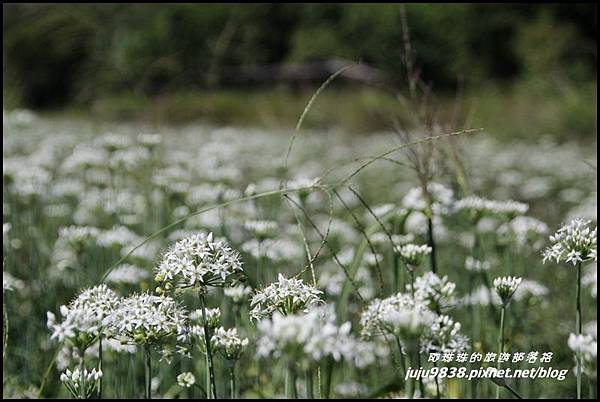 大溪韭菜花海2.JPG 大溪韭菜花海2.JPG