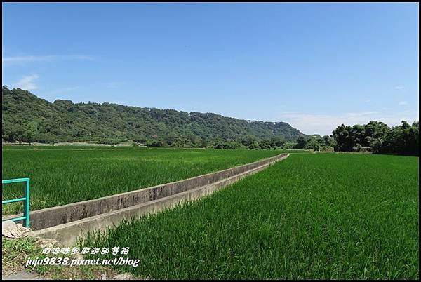 大溪韭菜花海26.JPG