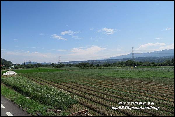 大溪韭菜花海30.JPG