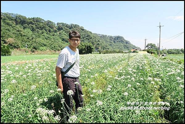 大溪韭菜花海36.JPG