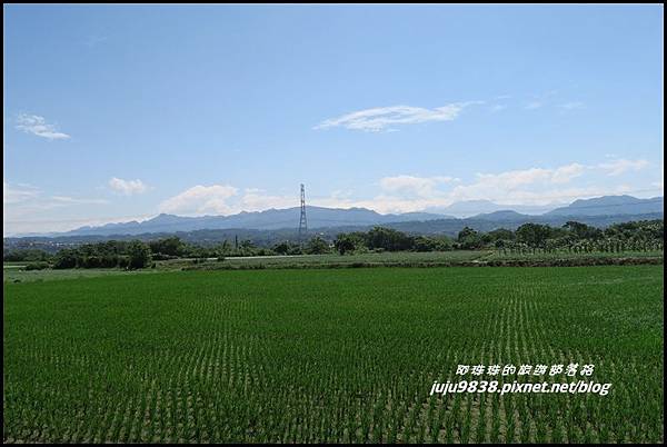 大溪韭菜花海38.JPG