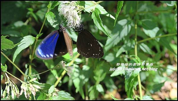 歐都納山山野度假村35.JPG