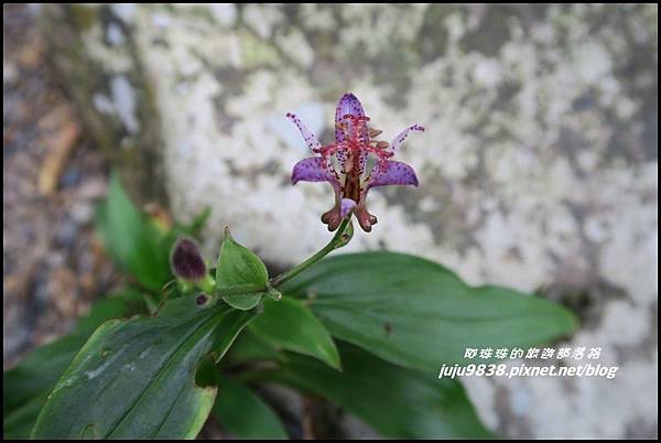 淡蘭古道47.JPG 淡蘭古道47.JPG