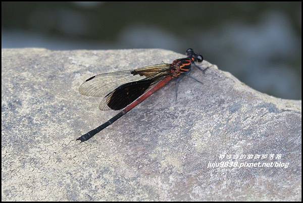 虎豹潭26.JPG 虎豹潭26.JPG