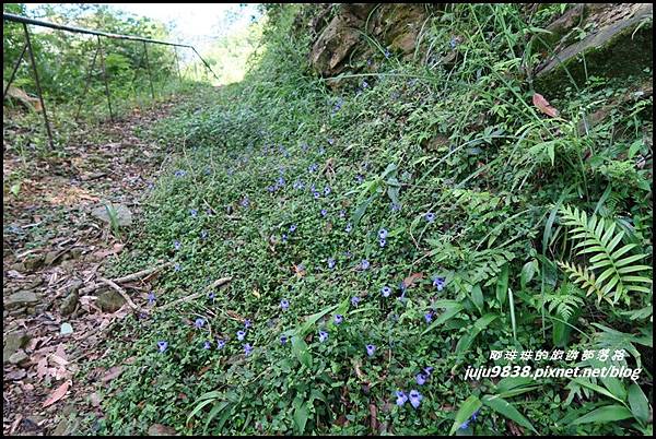 怪獸森林94.JPG 怪獸森林94.JPG