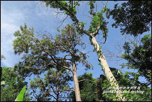 怪獸森林101.JPG 怪獸森林101.JPG