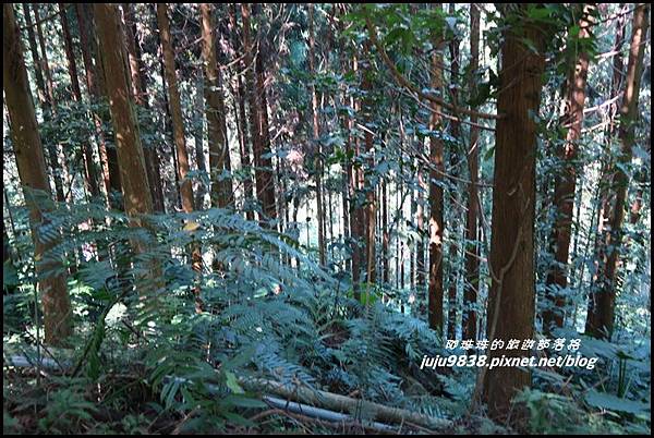 怪獸森林100.JPG 怪獸森林100.JPG