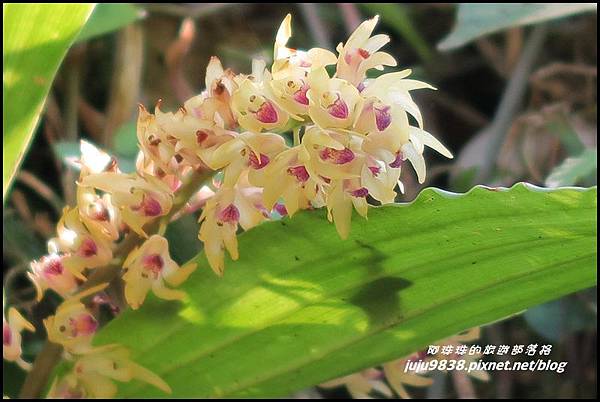 怪獸森林103.JPG 怪獸森林103.JPG