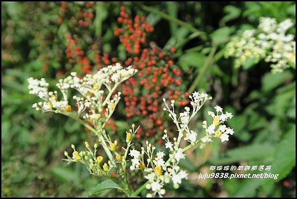 怪獸森林110.JPG 怪獸森林110.JPG