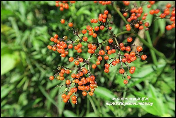 怪獸森林111.JPG 怪獸森林111.JPG