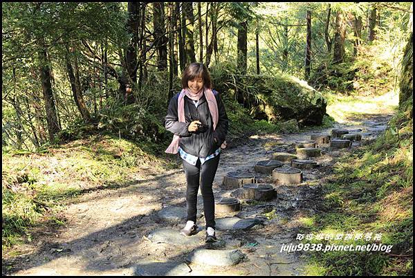 山毛櫸步道4.JPG 山毛櫸步道4.JPG