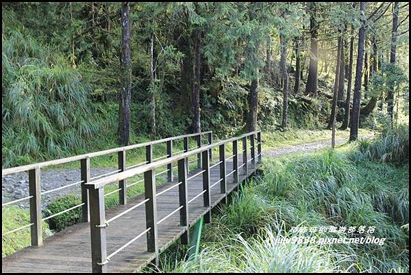 山毛櫸步道7.JPG 山毛櫸步道7.JPG