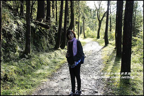 山毛櫸步道8.JPG 山毛櫸步道8.JPG