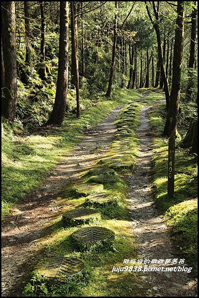 山毛櫸步道9.JPG 山毛櫸步道9.JPG