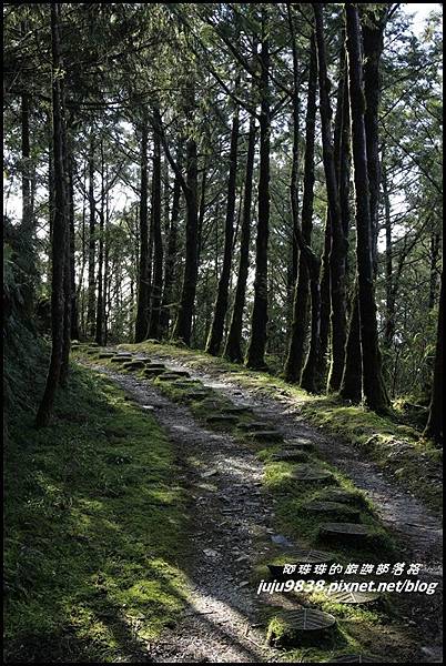 山毛櫸步道11.JPG 山毛櫸步道11.JPG