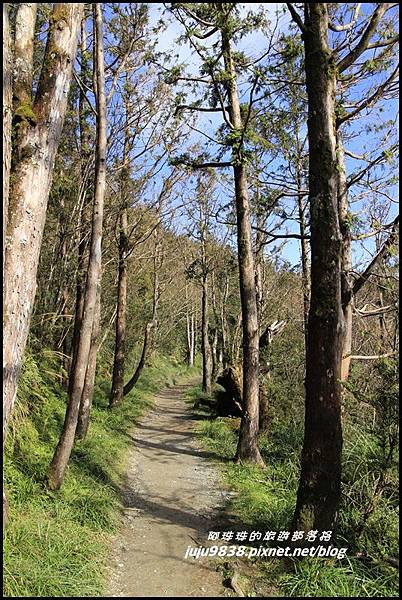 山毛櫸步道12.JPG 山毛櫸步道12.JPG