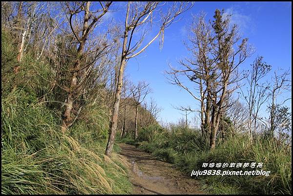 山毛櫸步道14.JPG 山毛櫸步道14.JPG